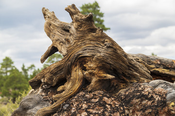 root