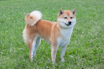 Naklejka na ściany i meble Red shiba inu is standing in the green grass. Pet animals.