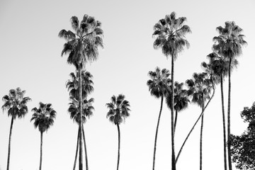Obraz premium Palmy