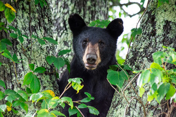 The Young Bear 