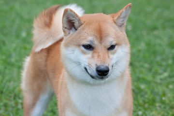Cute red shiba inu. Japanese small size dog or japanese turf dog. Pet animals.
