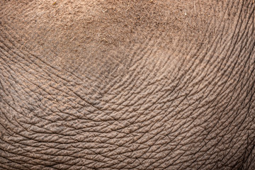 Elephant Skin Wild Animal Textured Background