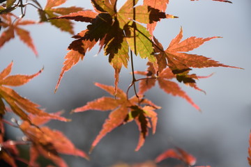 Blätter des Zierahorns im Gegenlicht