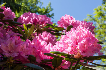 rhododendron