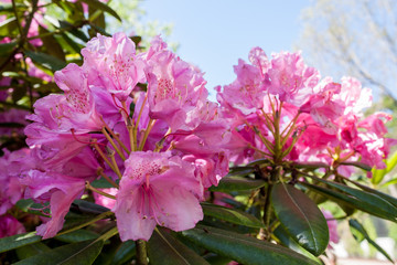 rhododendrons