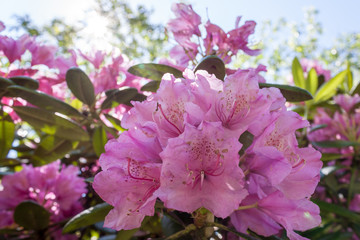 rhododendron