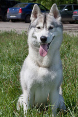 Cute siberian husky is sitting on a green meadow.