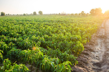 plantations of pepper grow in the field. vegetable rows. farming, agriculture. Landscape with agricultural land. crops