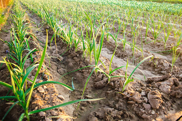 leek growing in the field. Agriculture, vegetables, organic agricultural products, agro-industry. farmlands.