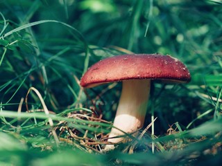 Polonne / Ukraine - 23 August 2018: Cute penny bun mushroom is growing in the grass. The beautiful small purple cap of a cep is in the focus. It is vegetarian diet food. The mushroom grows in Ukrainia