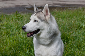 Cute siberian husky is sitting on a green meadow. Close up.