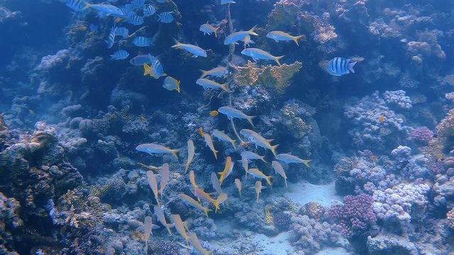 School of fish (Abudefduf sexfasciatus - Scissortail sergeant, Plectorhinchus gaterinus - Blackspotted rubberlip, Chaetodon semilarvatus - Bluecheek butterflyfish) in a colorful coral reef swi
