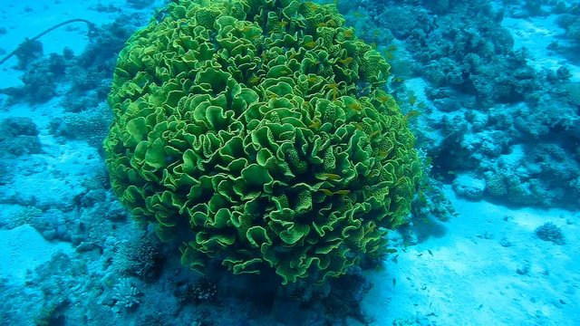 Wonderful coral Turbinaria mesenterina in the deep. Close up