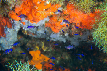 Fototapeta na wymiar alevines de castañuela en el arrecife