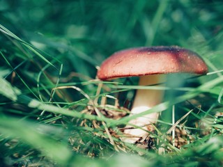 Polonne / Ukraine - 23 August 2018: Cute penny bun mushroom is growing in the grass. The beautiful small purple cap of a cep is in the focus. It is vegetarian diet food. The mushroom grows in Ukrainia