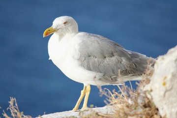Gaviota sobre una roca con el mar de fondo