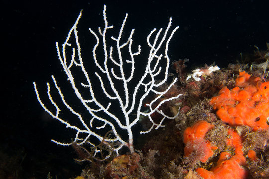 Gorgonia blanca del mediterraneo