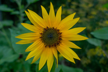 Sunflower flower on the center of the photo, blurred green leaves background.