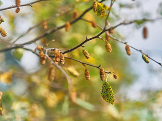 Birch leaves and aglets close-up autumn colors on blurred background