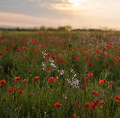 Poppy field at sunset