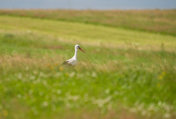 White stork amongst grass