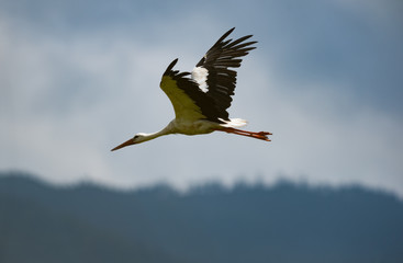 White stork in flight