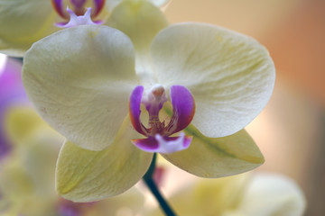 A cream yellow and pink phalaenopsis moth orchid flower in bloom
