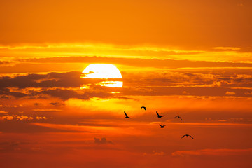 Seagulls flying in front of a setting sun 