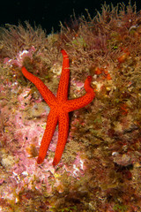 Estrella de mar sobre roca y fondo negro