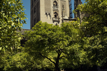 Imagen contrapicada de la torre de la Giralda rodeada de naranjos, Sevilla, España. Imagen diurna con cielo despejado azul de verano.