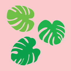 palm tree leaves, Monstera tropical plant- vector illustration