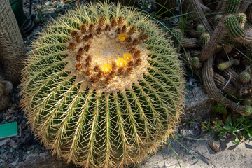 Blühender Goldkugelkaktus Lateinisch Echinocactus grusonii