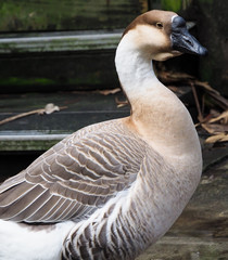 Domestic Goose