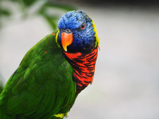 Lorikeet Parrot Giving You the Eye