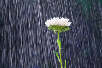 Aster flower on the background tracks of raindrops