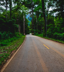 road in the forest