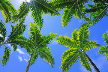 Fototapeta premium Palm trees looking up to a blue sunny sky