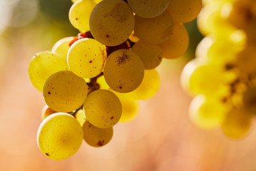 Close up of berries of yellow grapes grow on a cloud in bright sunlight
