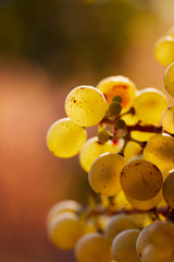 Close-up yellow grapes growing on vine in bright sunshine