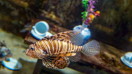 Tropical fishes at an aquarium