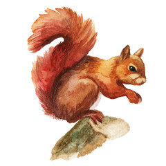 Squirrel isolated on a white background, watercolor.