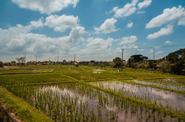 Fototapeta na wymiar Bali rice fields
