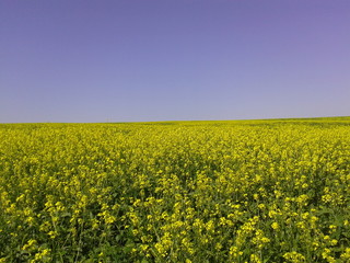 Obraz premium flower