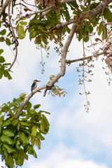 Portrait shots of different species of birds in Africa