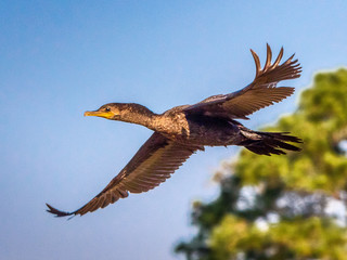 Bird in Flight