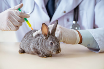 Vet doctor checking up rabbit in his clinic