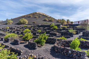 Countryside and vine of Lanzarote, Spain