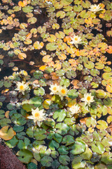 floating flowers in a pond.