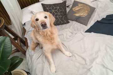 Golden retriever pure breed puppy dog on coat and pillows on bed in house or hotel. Scandinavian styled with green plants living room interior in art deco apartment. Pets friendly concept, top view.