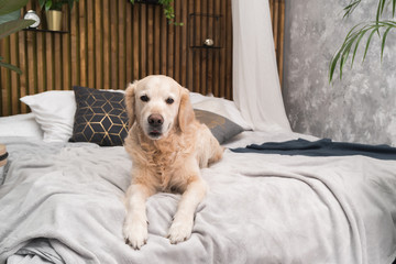 Golden retriever pure breed puppy dog on coat and pillows on bed in house or hotel. Scandinavian styled with green plants living room interior in art deco apartment. Pets friendly concept